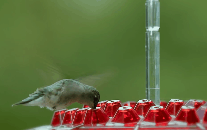 FlutterJoy - Hummingbird Feeder