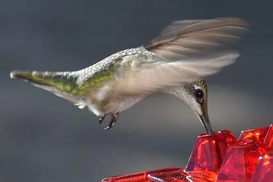 FlutterJoy - Hummingbird Feeder